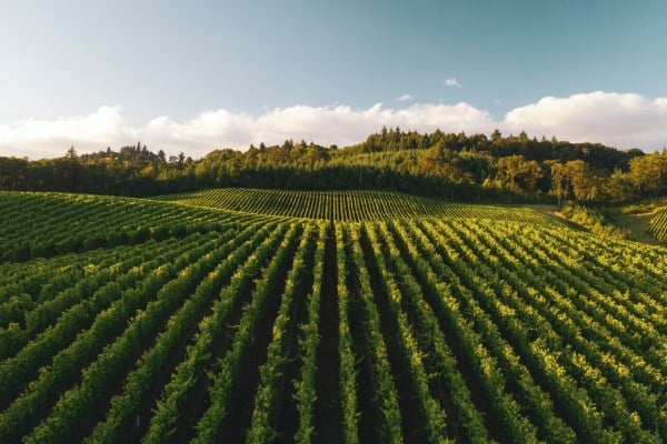 vignobles de perpignan