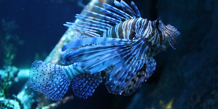 Aquarium de Banyuls