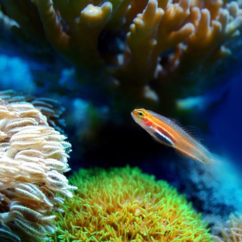 biodiversarium banyuls sur mer