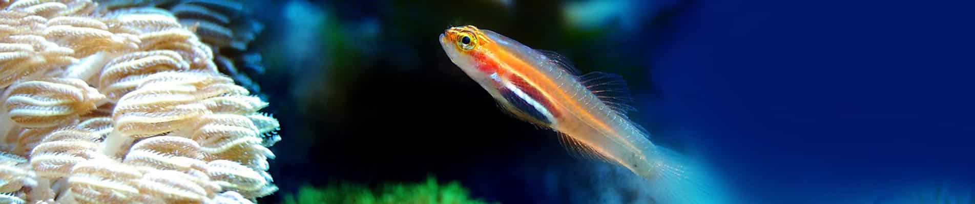 Biodiversarium de Banyuls
