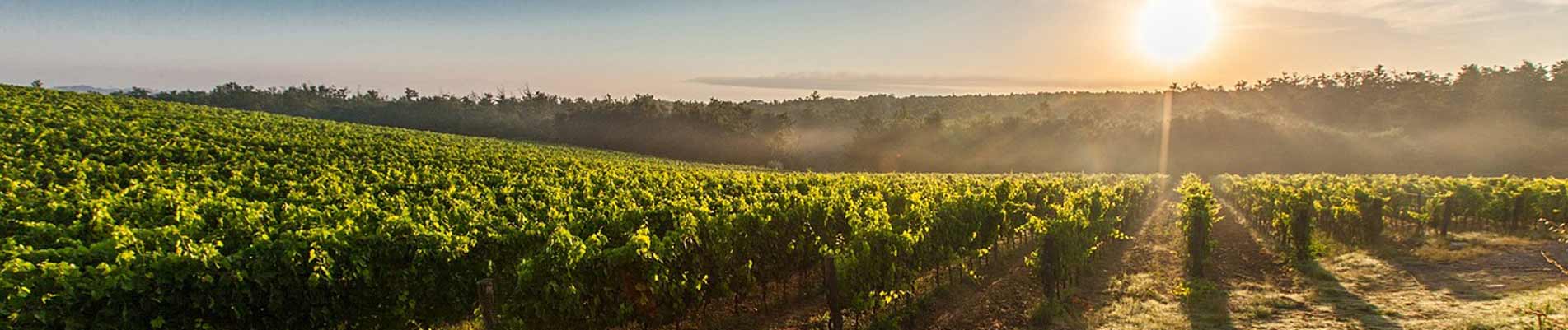 Visiter Rivesaltes
