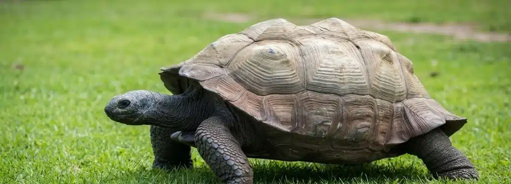 chéloniens géants